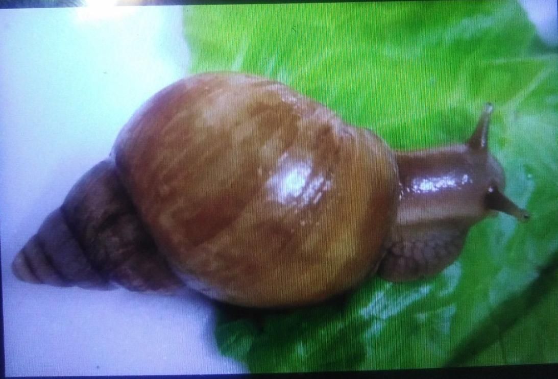 حلزون فقط 25 تومان|خزنده|شیراز, گویم|دیوار