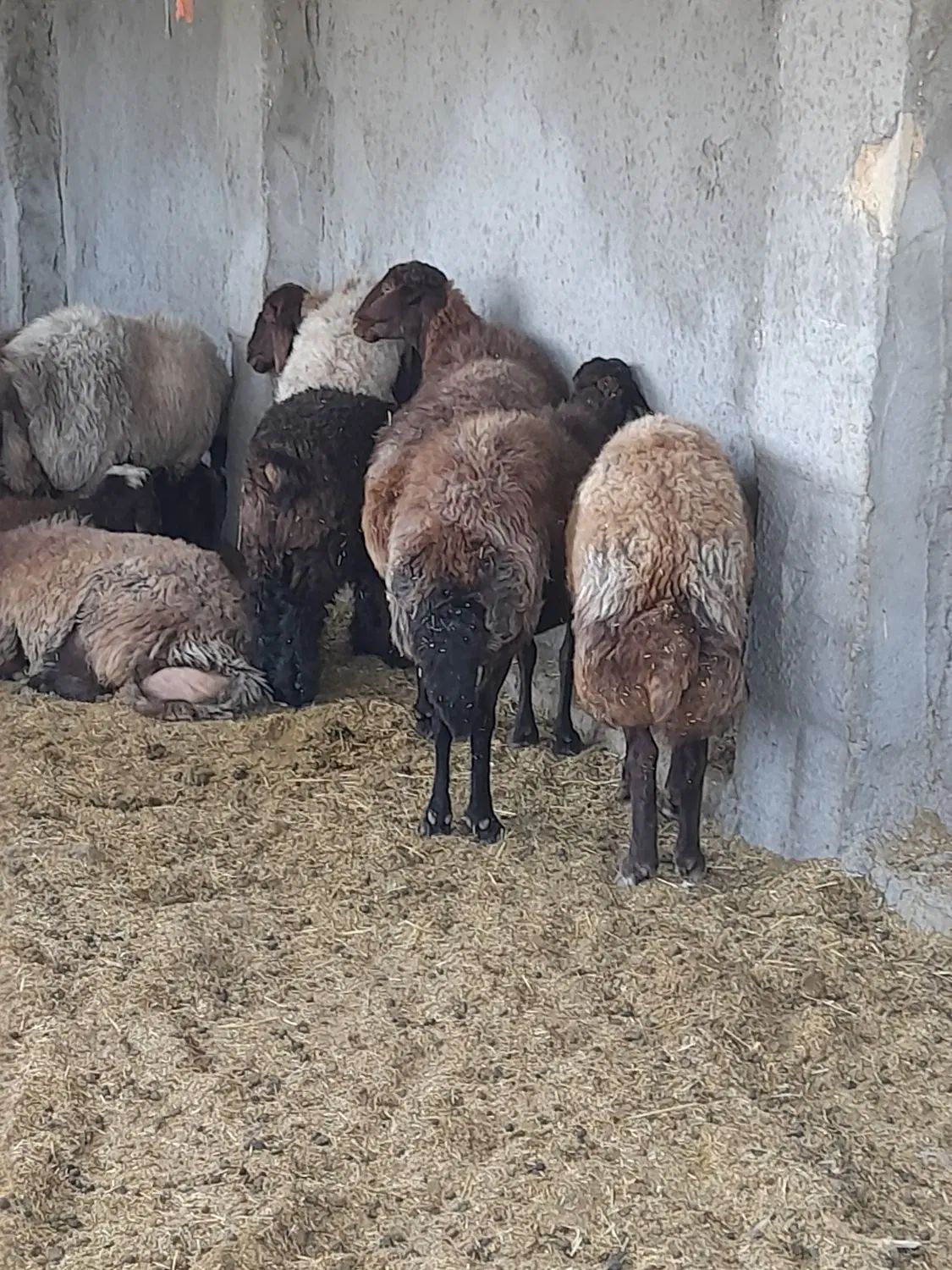 بیست میش ۸تازایدبقی ابستن همه میشادرشت برها ۳۰کیلو|حیوانات مزرعه|اصفهان, جوزدان الیادران|دیوار