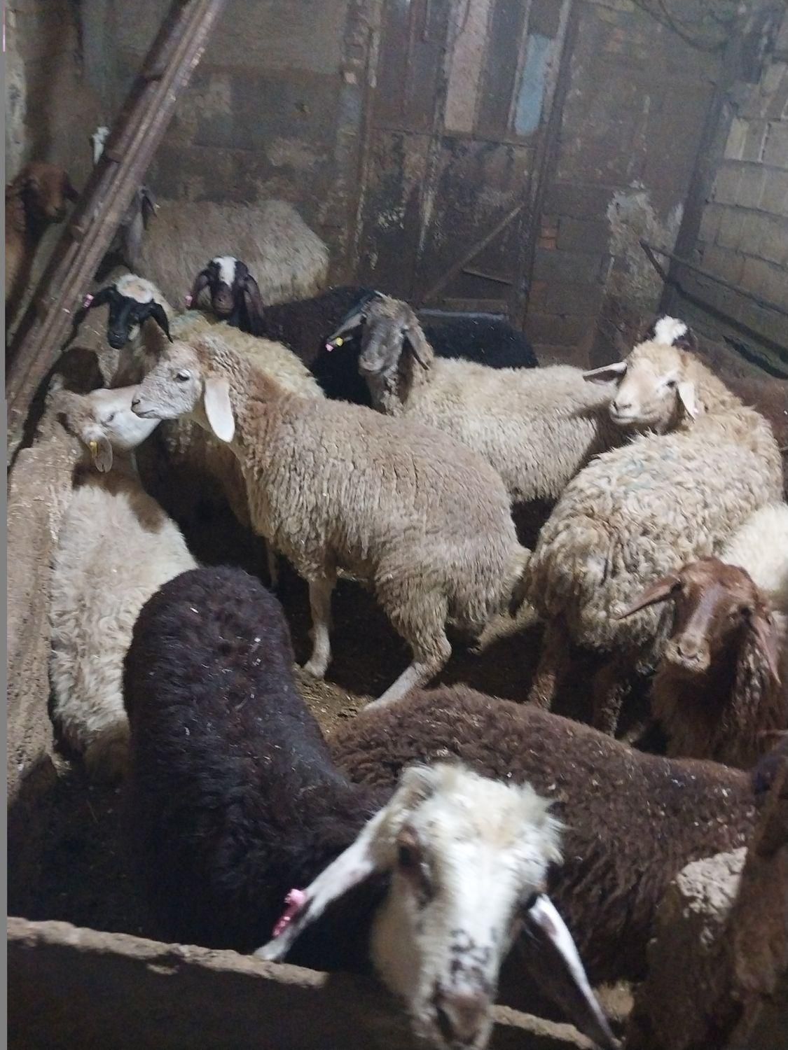 سلام فروش گوسفند وگوسالله زنده بهداشتی بدونه واسطه|حیوانات مزرعه|تهران, جنت‌آباد مرکزی|دیوار