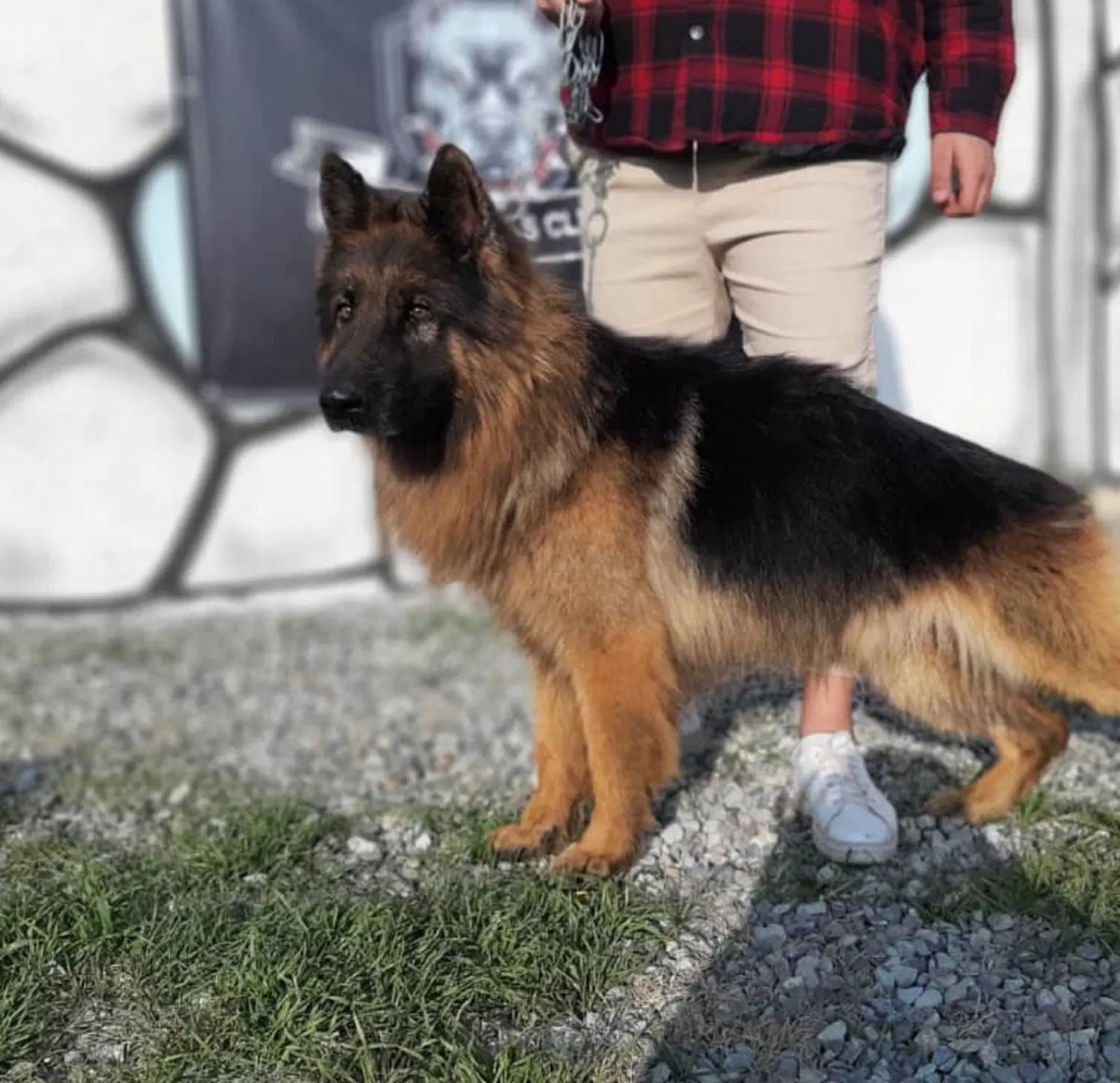 ژرمن آلمانی نگهبان باهوش آموزش پذیرgerman shepherd|سگ|تهران, کن|دیوار