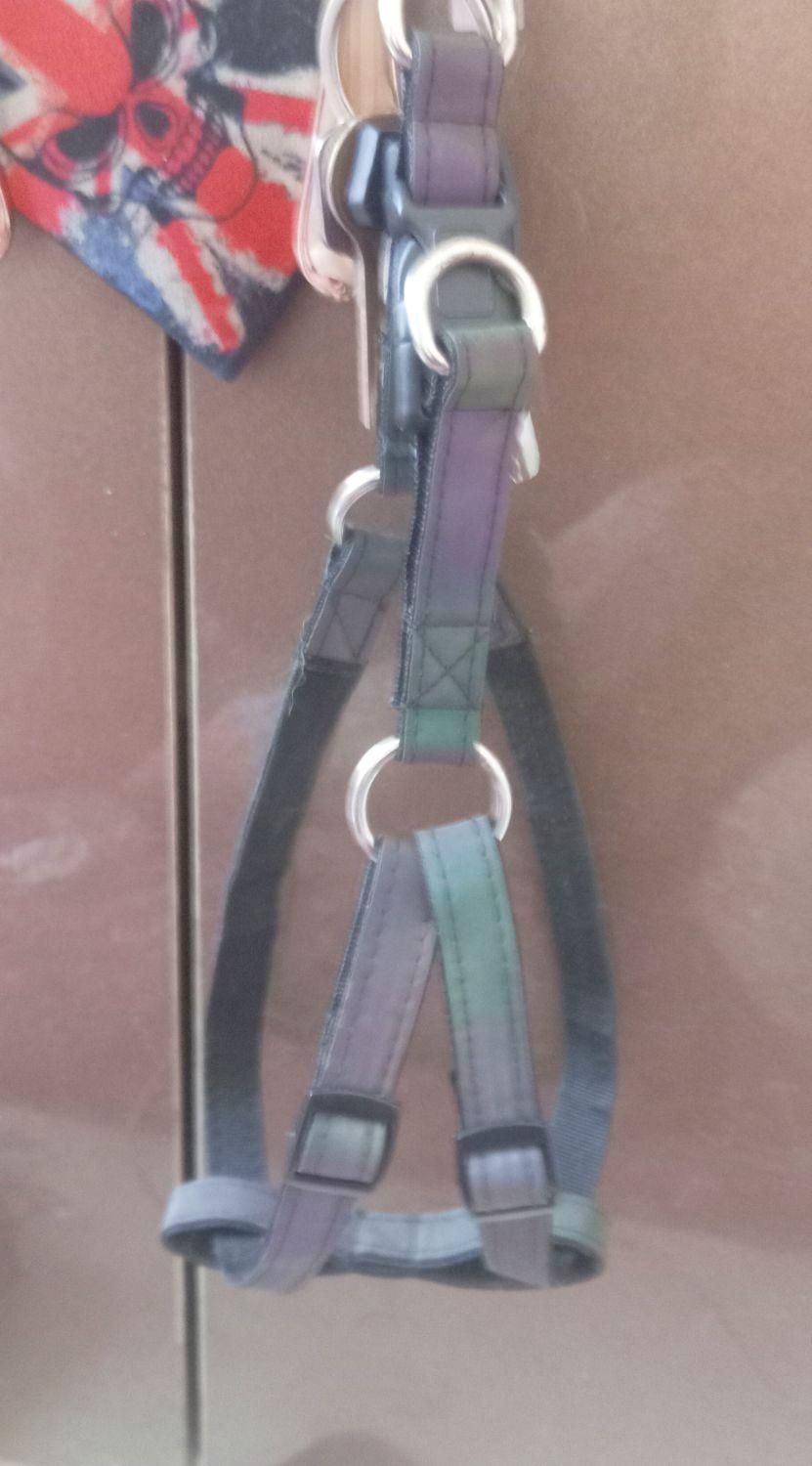 قلاده کتفی سگ|لوازم جانبی حیوانات|رشت, انصاری|دیوار