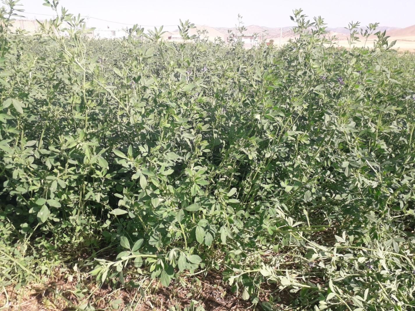 یونجه درجه یک|لوازم جانبی حیوانات|کوهدشت, |دیوار