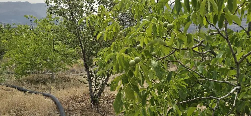 فروش باغچه دشت ارژن  با سند وامکانات کامل|فروش زمین و ملک کلنگی|کازرون, |دیوار