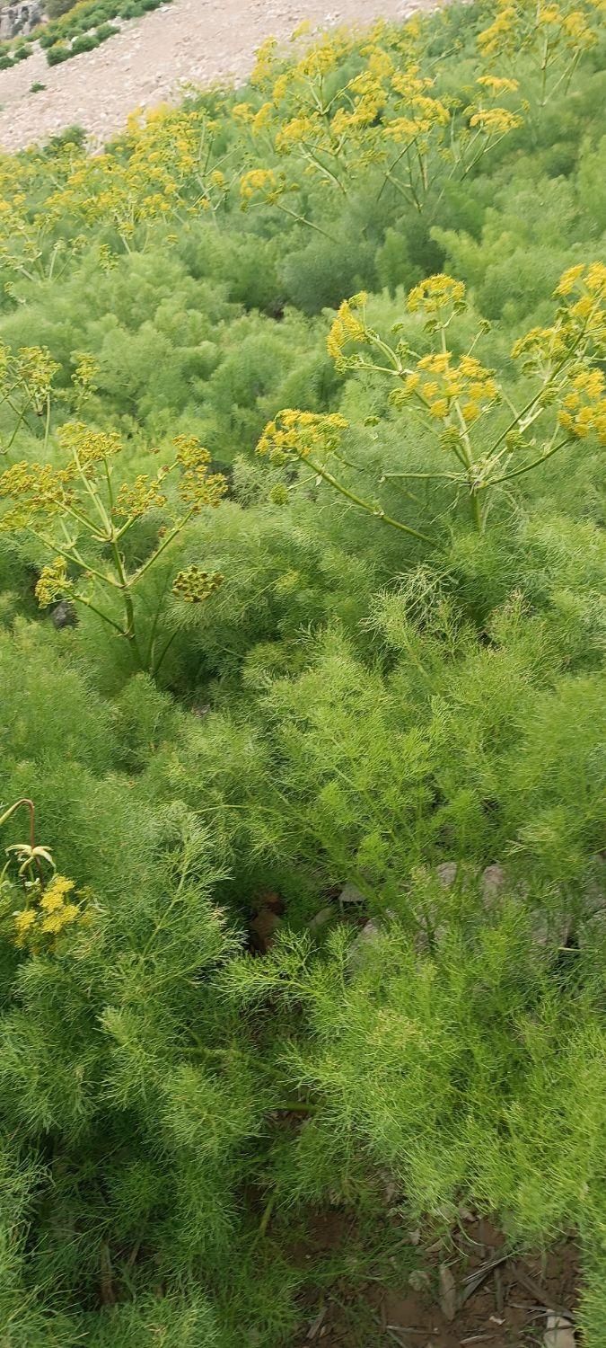 ۲تن کاه|لوازم جانبی حیوانات|کازرون, |دیوار