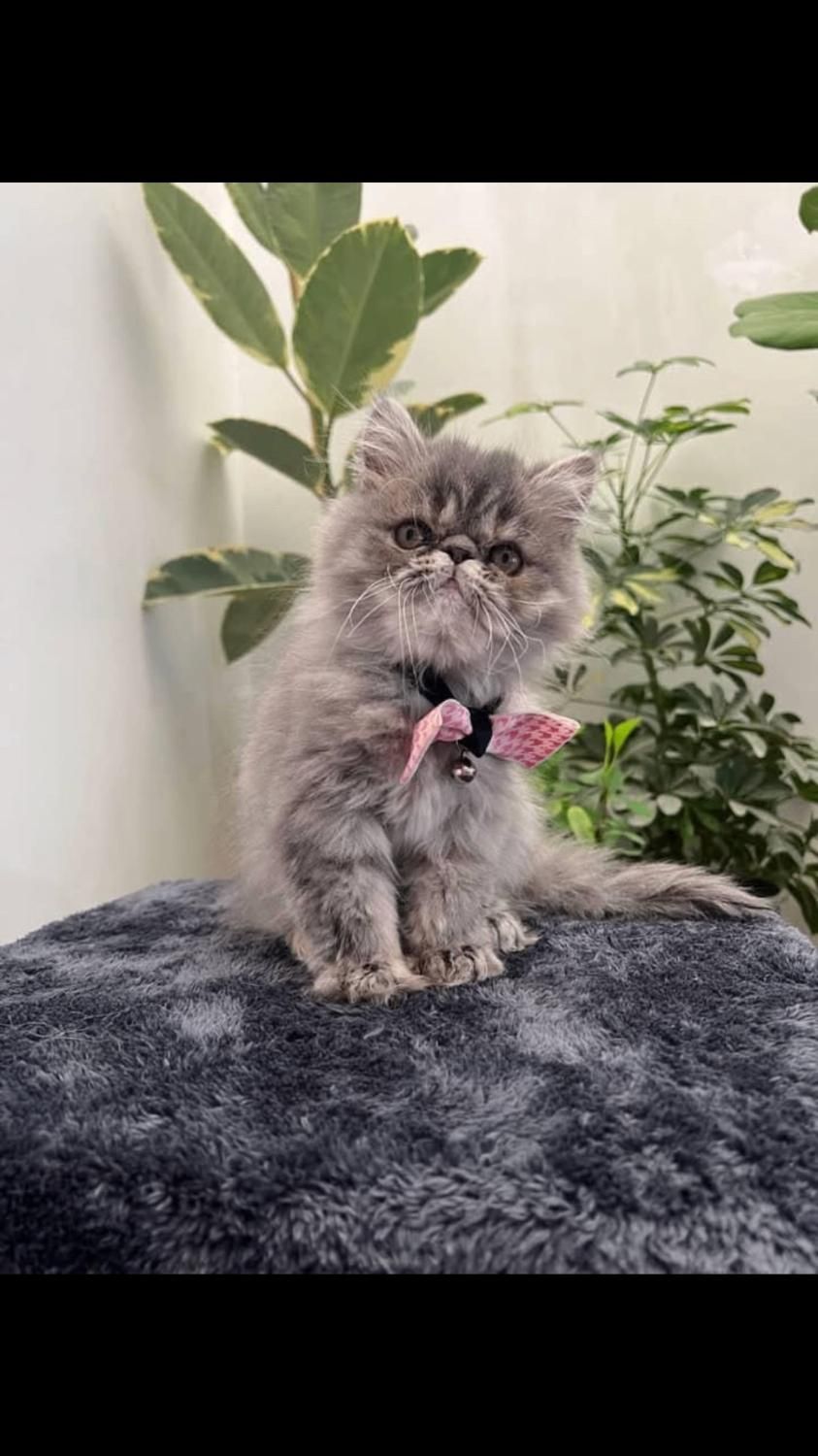 گربه|گربه|مهاباد (آذربایجان غربی), |دیوار