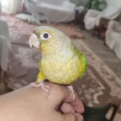 جوجه گیرینچیک|پرنده|تهران, حر|دیوار