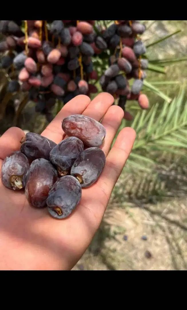 خرما|خوردنی و آشامیدنی|تهران, شهرک ولیعصر شمالی|دیوار