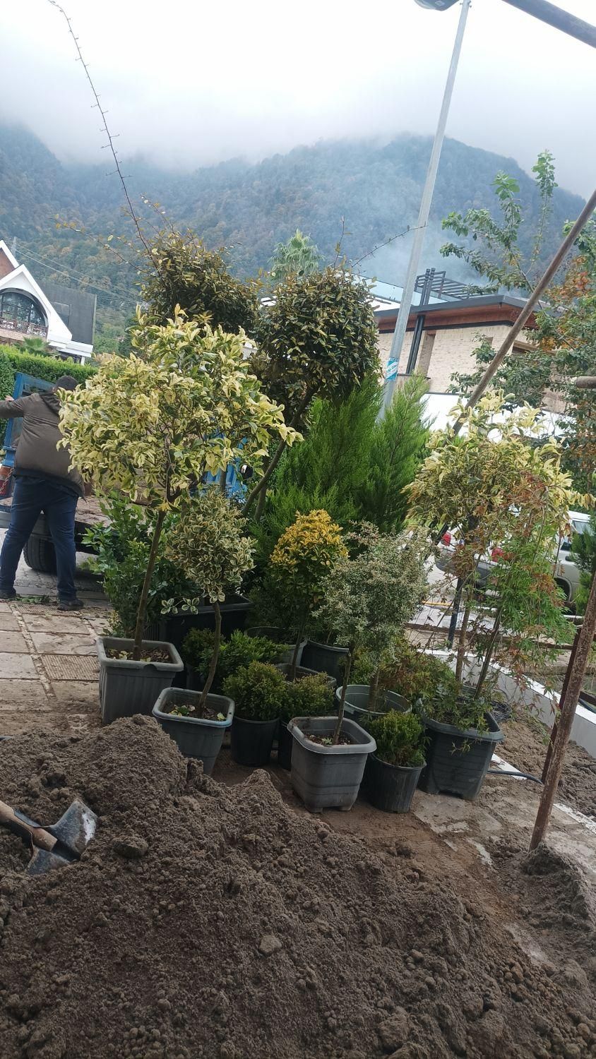 گلکاری و هرس و سمپاشی|خدمات باغبانی و درختکاری|نوشهر, |دیوار