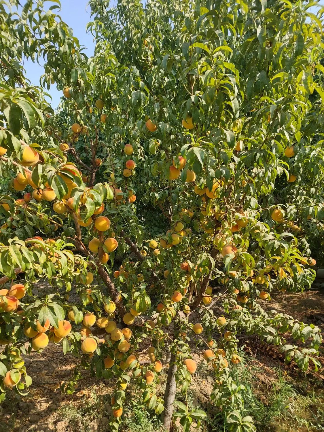 فروش باغچه ۱۰۰۰ متری قوهه چهار باغ آسفالت تا ملک|فروش زمین و ملک کلنگی|چهارباغ, |دیوار