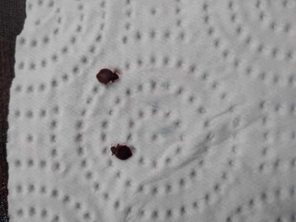 سمپاشی منزل سم پاشی ساس100درصد تضمینی|خدمات نظافت|گرگان, |دیوار