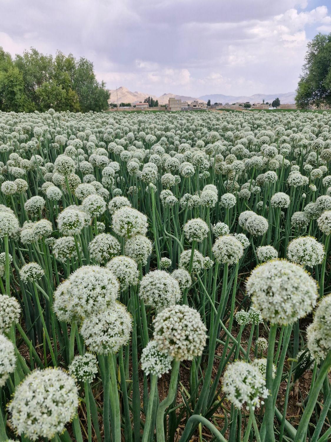 بذر پیاز روز کوتاه و روز بلنده|عمده‌فروشی|تیران, |دیوار