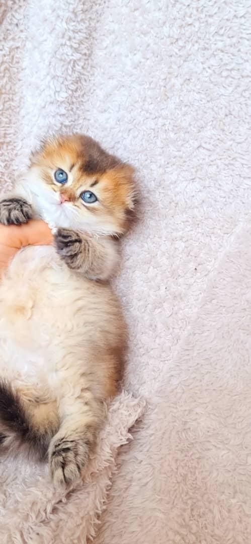 گربه های اشرافی iran cats|گربه|شیراز, ابیوردی|دیوار