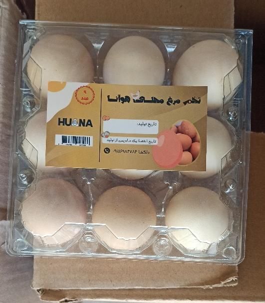 پخش تخم مرغ به قیمت روز|خوردنی و آشامیدنی|مشهد, وکیل‌آباد|دیوار