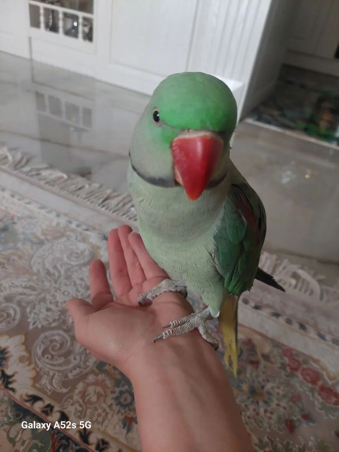 شاه طوطی نر|پرنده|کرج, گلستان|دیوار