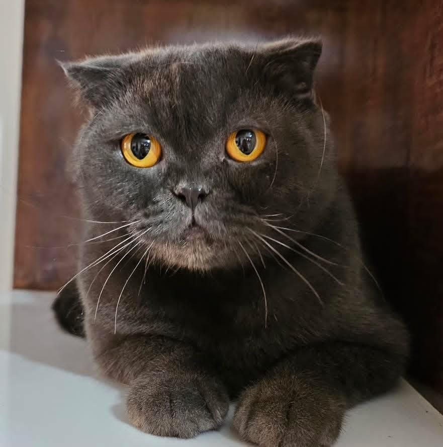 گربه اسکاتیش و اسفینکس|گربه|جیرفت, |دیوار