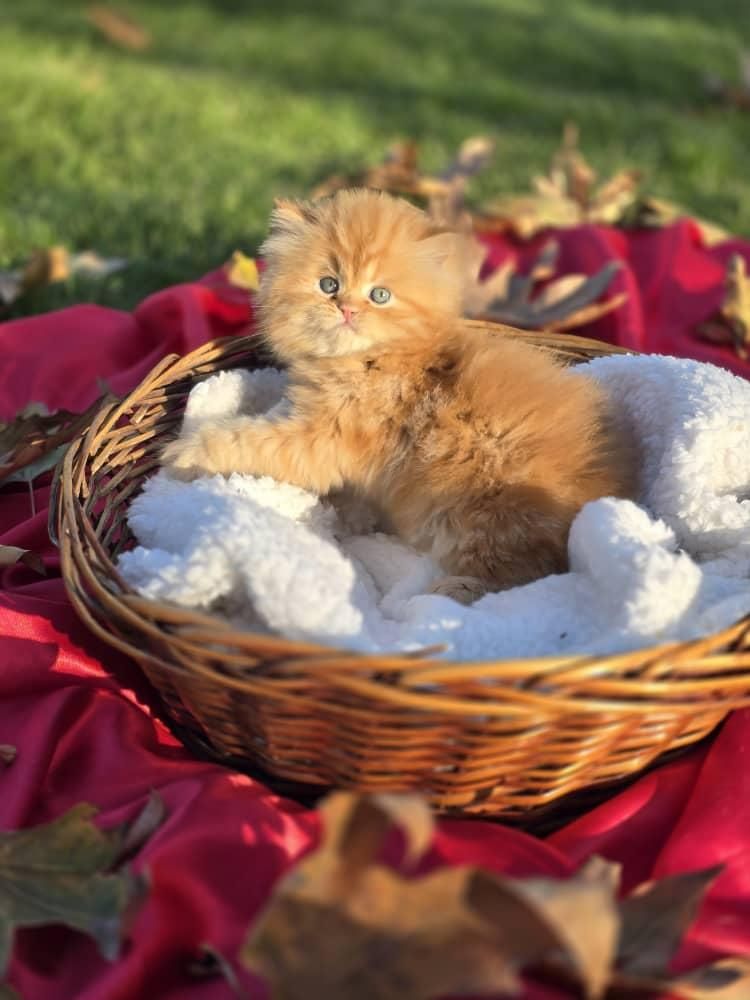 گربه های اگول پگول|گربه|آبادان, |دیوار