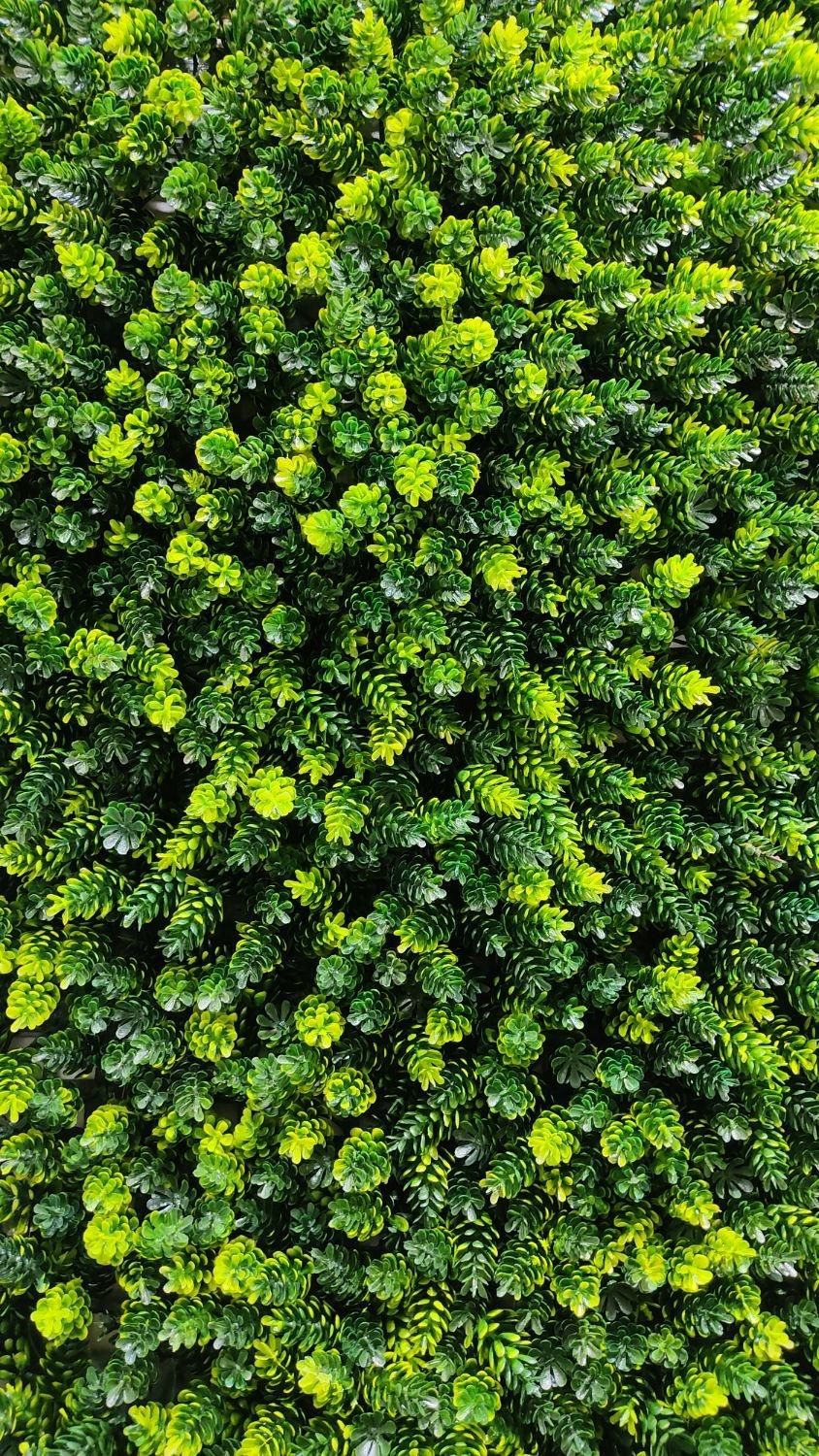 چمنِ دیواری دیوارسبز|خدمات باغبانی و درختکاری|تبریز, |دیوار