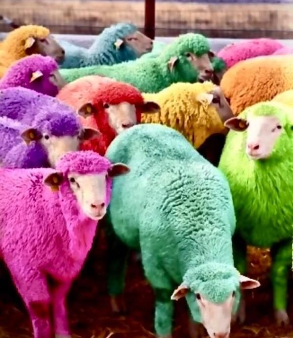 40راس دام زنده|حیوانات مزرعه|قزوین, |دیوار