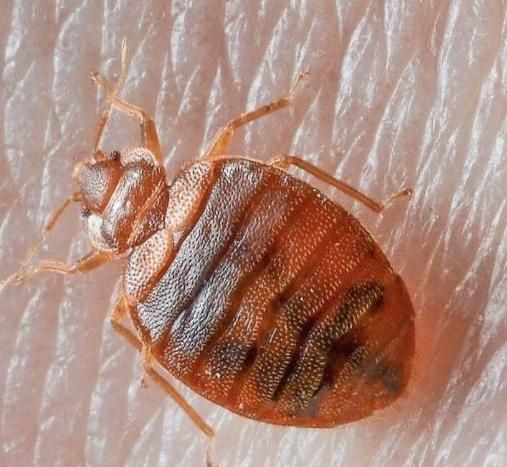 سم پاشی تخصصی ساس و حشرات|خدمات نظافت|کاشان, فاز ۱ ناجی آباد|دیوار