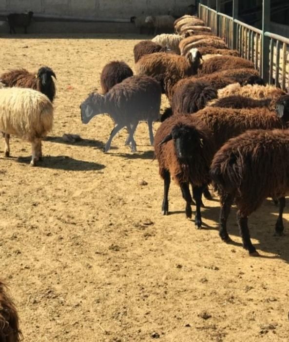 کاروانسرای شبانه‌روزی تهران|حیوانات مزرعه|تهران, شوش|دیوار