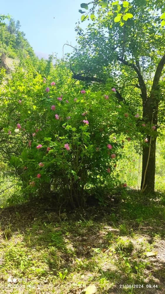 فروش باغ ویلا|فروش خانه و ویلا|آسارا, |دیوار