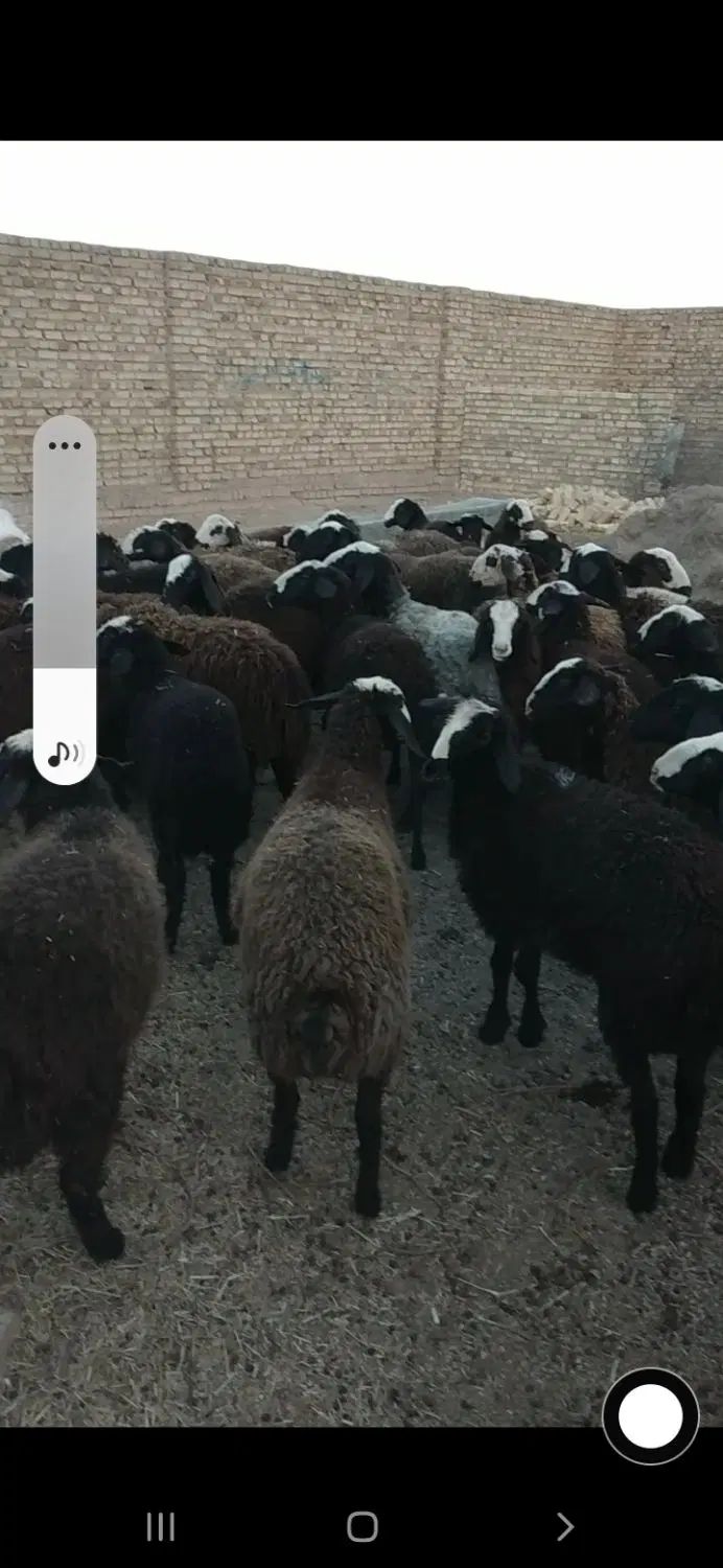 نژاد برتر دنیاه شال|حیوانات مزرعه|مشهد, رضاشهر|دیوار