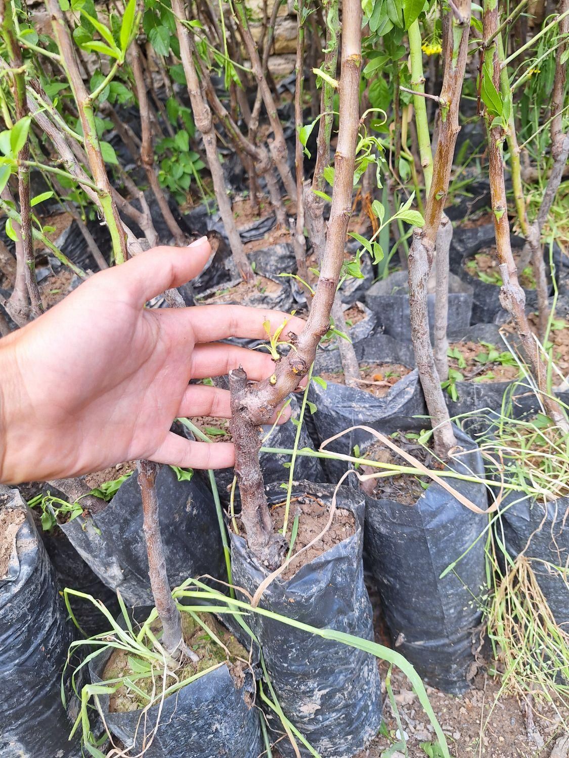 بادام نهال و درخت|خدمات باغبانی و درختکاری|فلاورجان, |دیوار