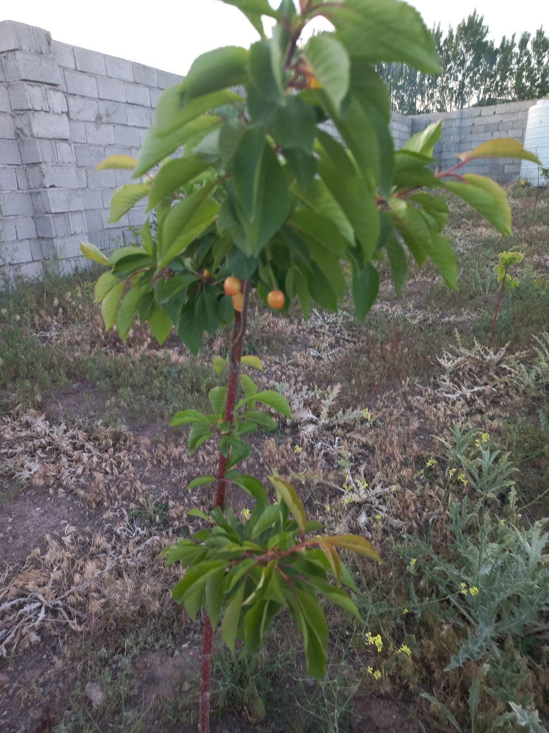 زمین ویلایی ۵۰۰متری|فروش زمین و ملک کلنگی|بستان آباد, |دیوار