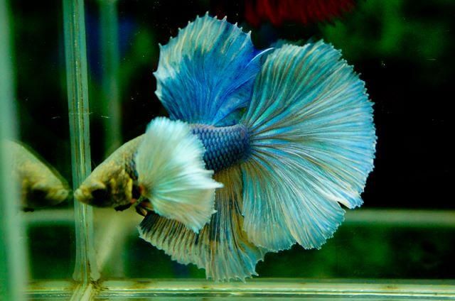 فایتر نژاد(قابل نگهداری در تنگ و ظرف بامبو)|ماهی|قم, هنرستان|دیوار