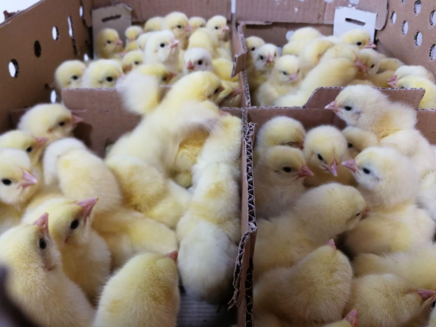 جوجه گوشتی نژاد راس|حیوانات مزرعه|تنکابن, |دیوار