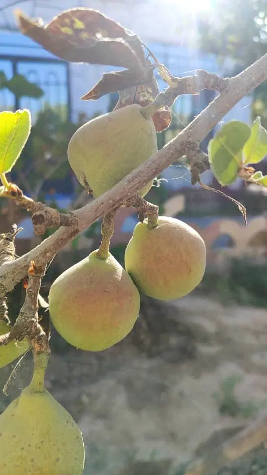 باغچه خوش قیمت|فروش خانه و ویلا|مشهد, تبادکان|دیوار