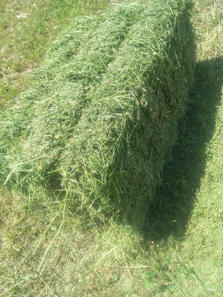 فروش یونجه بسته بندی انباری|لوازم جانبی حیوانات|مرودشت, کناره|دیوار