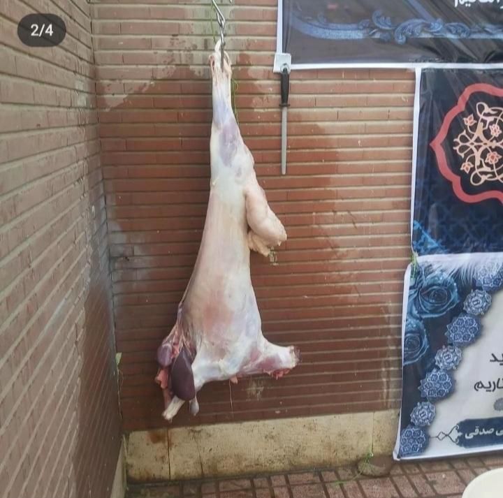 گوسفند زنده ی حاج موسی|حیوانات مزرعه|کرج, جهان‌شهر|دیوار