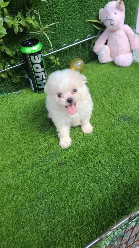 سگ های پامرانین مالتیز|سگ|بوشهر, |دیوار