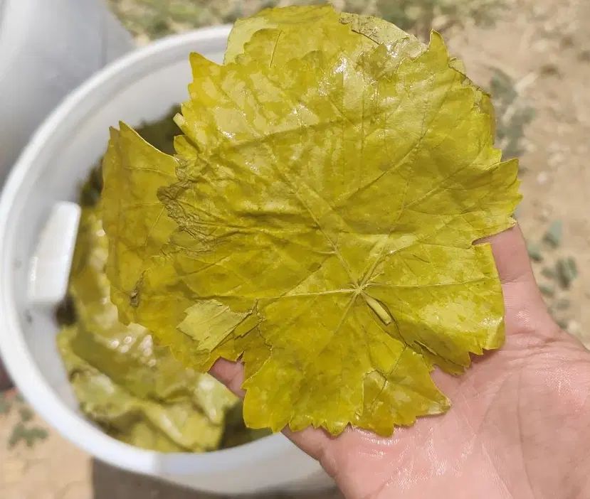 برگ مو شور آذربایجان|خوردنی و آشامیدنی|تهران, میدان میوه و تره‌بار مرکزی|دیوار