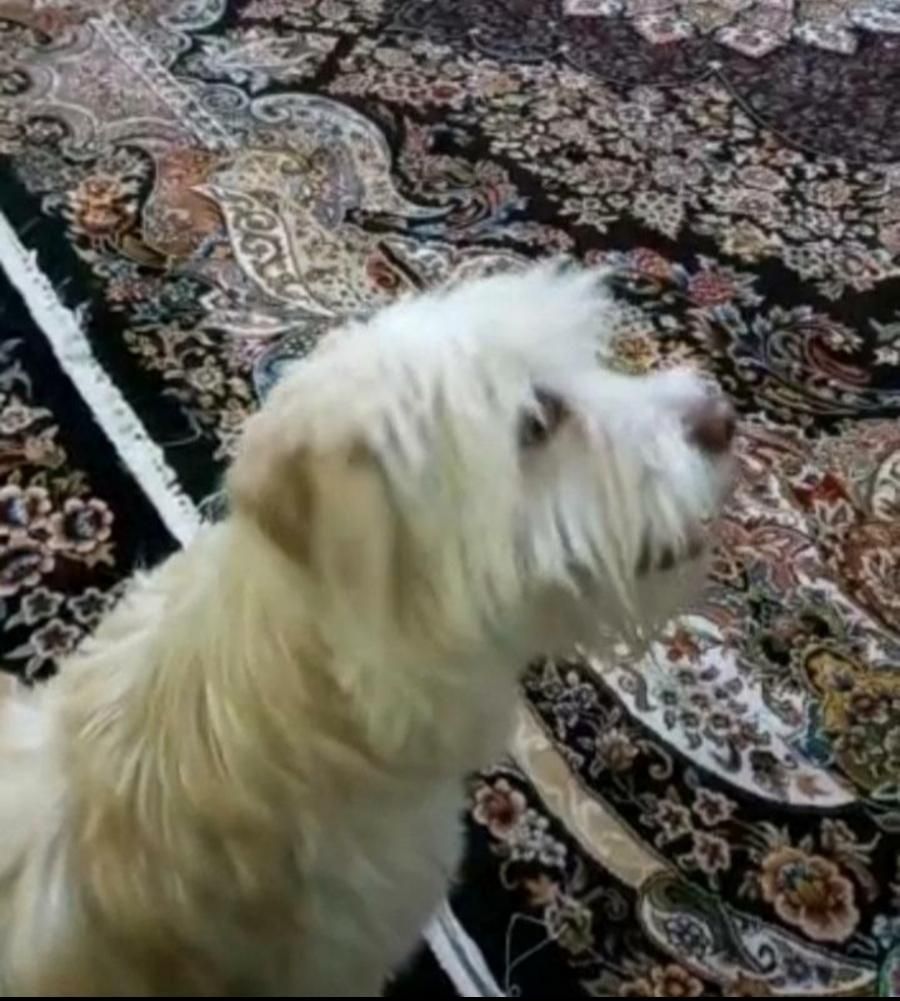 سگ گمشده (چهار سال پیش)|حیوانات|تهران, نارمک|دیوار