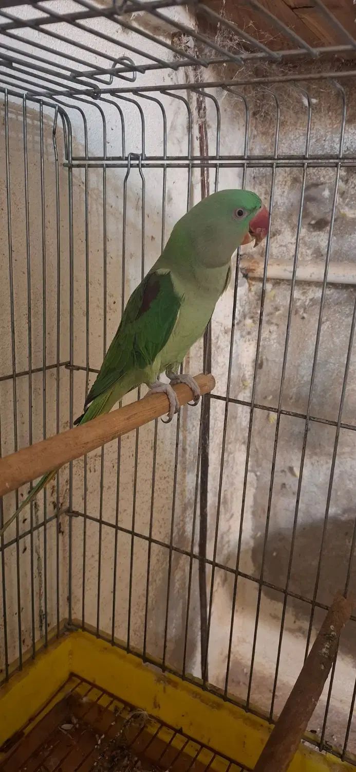 شاه طوطی دستی سخنگوسن۱ساله نیم معاوضه راهب زردماده|پرنده|گرگان, |دیوار