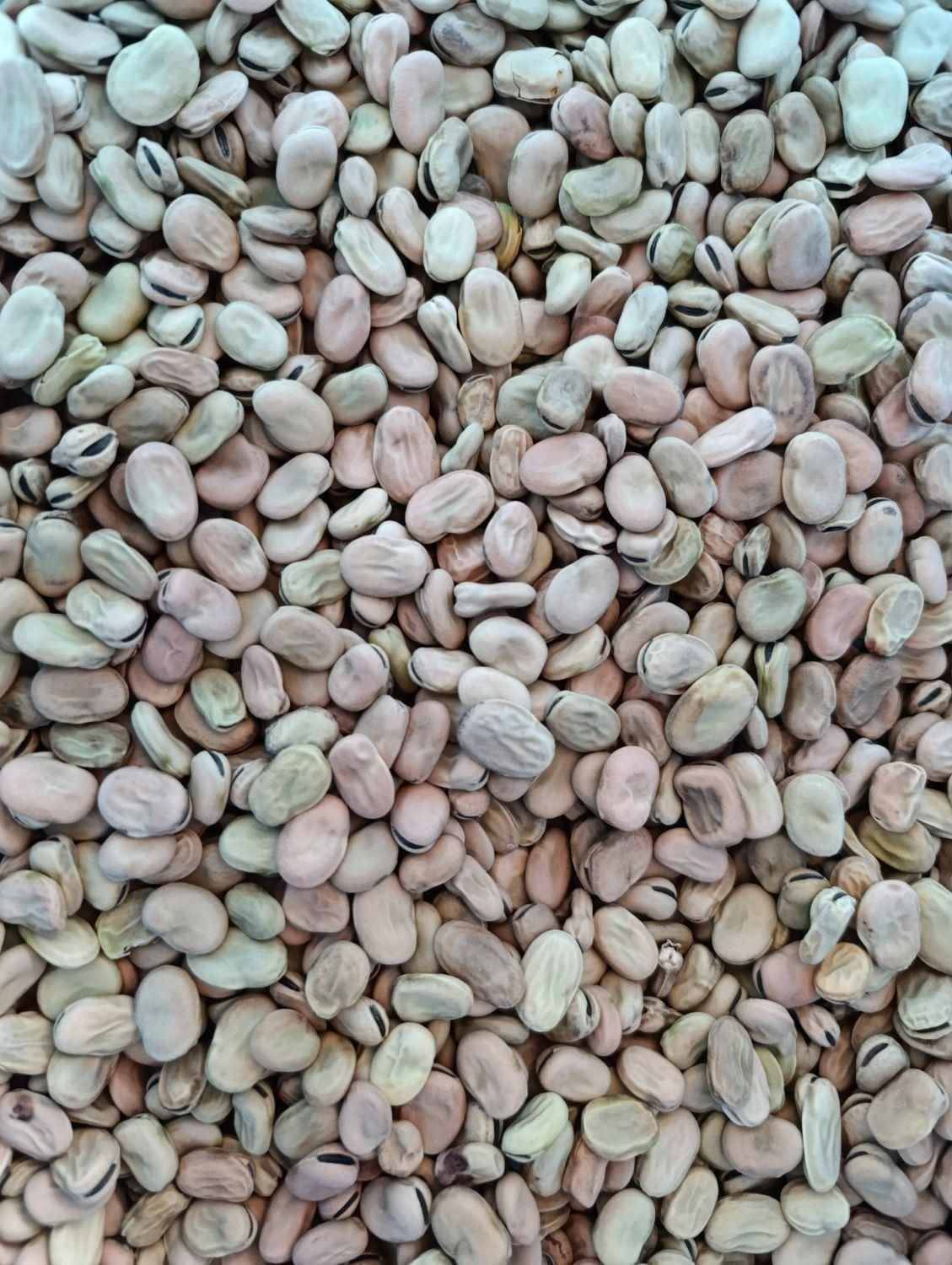 باقلا باقالی|عمده‌فروشی|برازجان, |دیوار