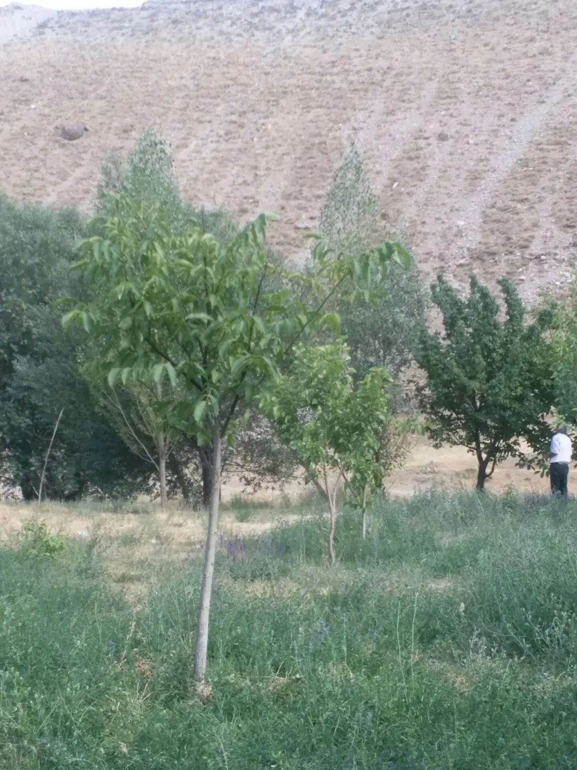 باغ در بهترین آب وهوای تبریز روبروی گورگل|فروش دفتر صنعتی، کشاورزی، تجاری|تبریز, |دیوار