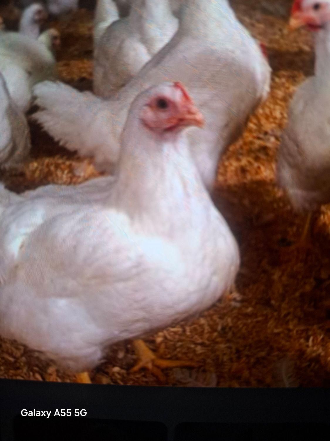 کود مرغ سالنی گوشتی|خدمات باغبانی و درختکاری|بوشهر, |دیوار