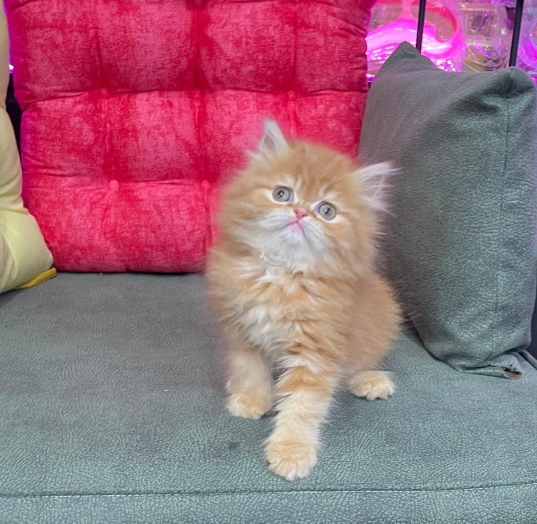 شهر گربه های بانمک ( پرشین اسکاتیش بریتیش )|گربه|شیراز, دروازه اصفهان|دیوار