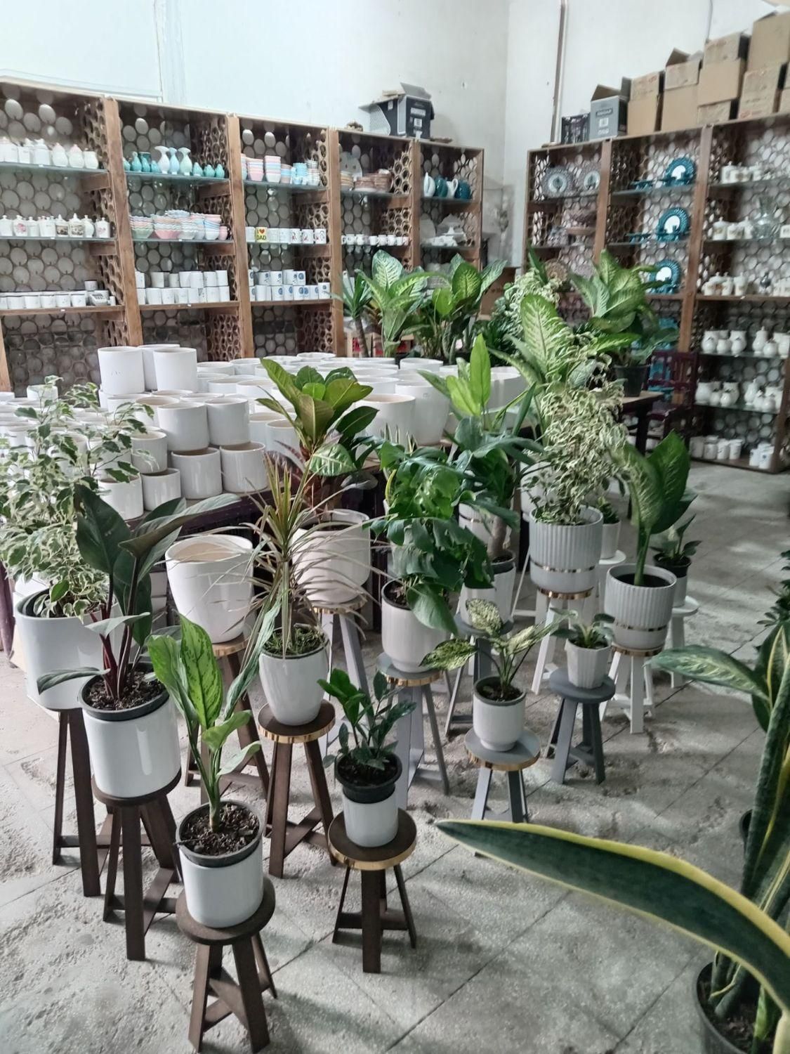 استند  و پایه برای گلدان گل طبیعی|گل و گیاه طبیعی|سبزوار, جهاد کشاورزی|دیوار