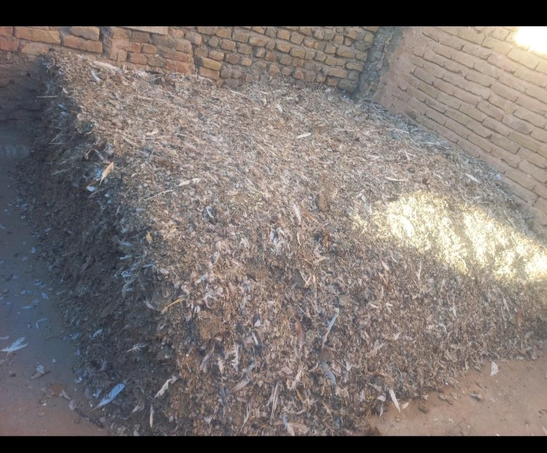 کودیابارکفتر|خدمات باغبانی و درختکاری|بردسکن, |دیوار