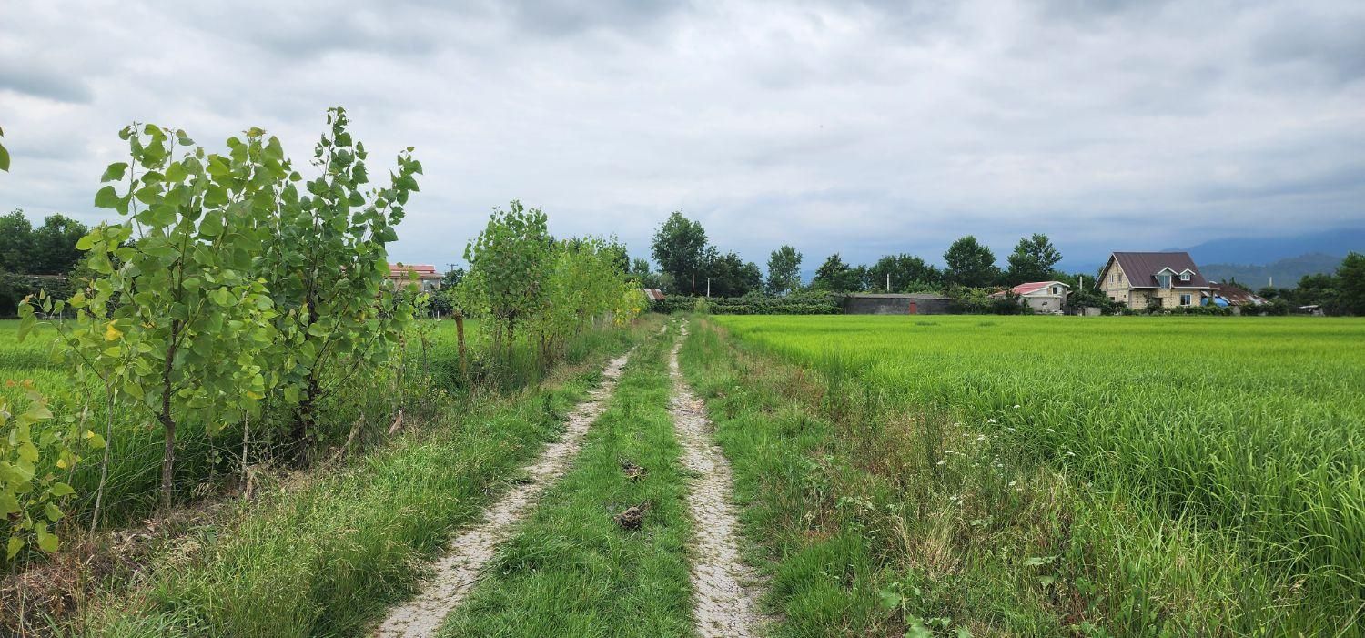 فروش زمین /مزرعه ۸۲۰۰ /مترمربع/ خاصه سرا/جماکو|فروش زمین و ملک کلنگی|تالش, هشتپر|دیوار