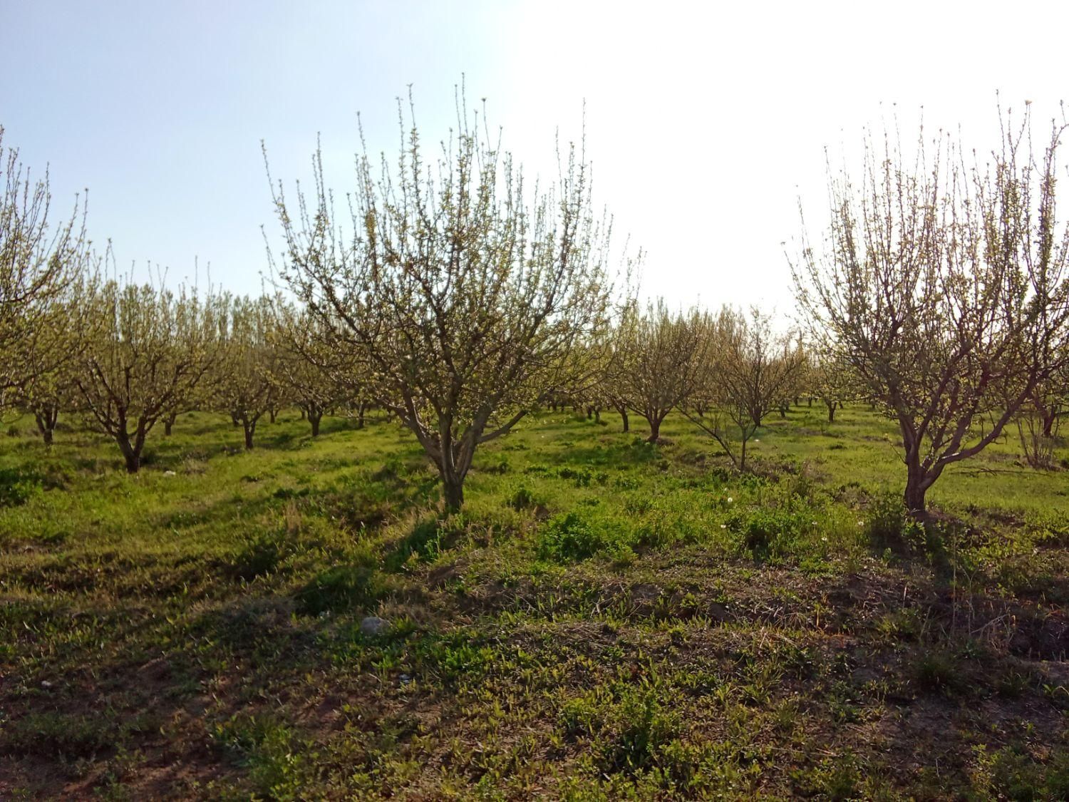 یک ونیم هکتار باغ و زمین کشاورزی درحسین آباد|فروش زمین و ملک کلنگی|شاهین دژ, |دیوار