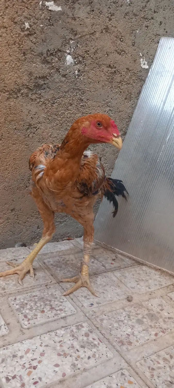 جوجه خروس چهارماهه نژاد اصیل لاری تالشی|حیوانات مزرعه|نظرآباد, شهرک فرهنگیان|دیوار