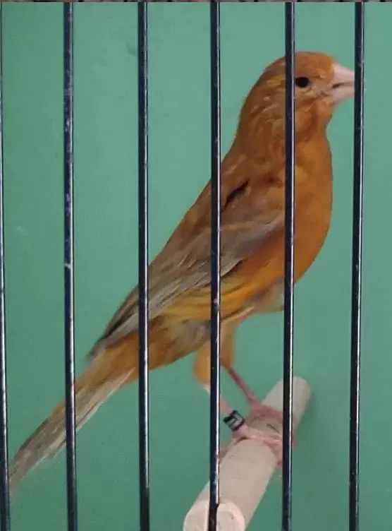 انواع نژاد قناری . بجنورد|پرنده|مشهد, شهید علی محمدی|دیوار