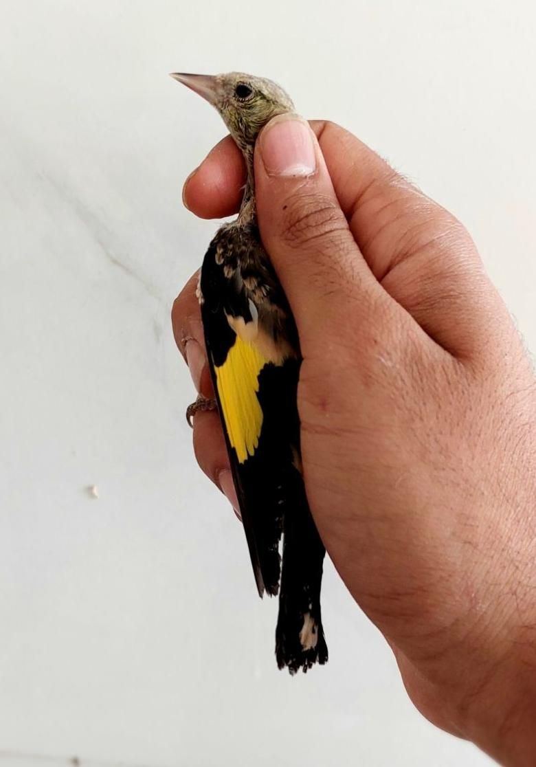 کبوتر نر جوجه سهرره قناری عروس هلندی|پرنده|اصفهان, جاوان|دیوار