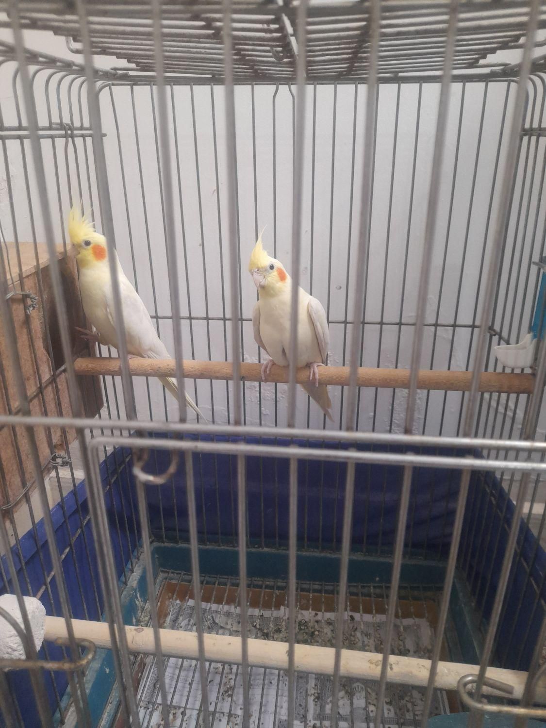 عروس هلندی لوتینو|پرنده|قدس, شهرقدس|دیوار