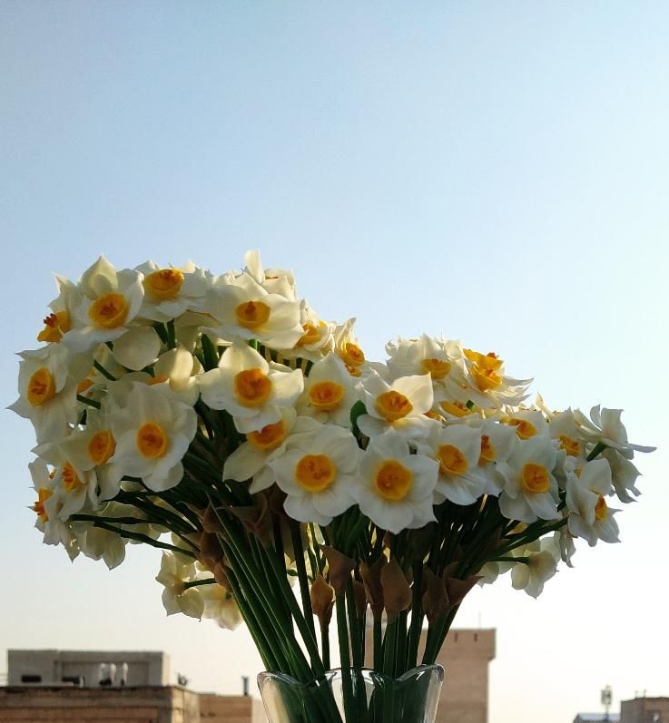 شاخه گل نرگس دکوری|گل مصنوعی|تهران, فلاح|دیوار